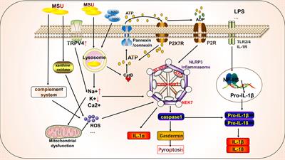 Inflammatory Response to Regulated Cell Death in Gout and Its Functional Implications